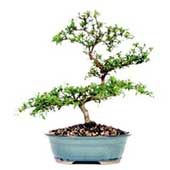 Gui qua sinh nhat ve Viet nam, Gui qua sinh nhat Bonsai den Ha Noi, Gui qua sinh nhat  ve Sai Gon, Qua tang sinh nhat den tat ca cac thanh pho cua Viet Nam